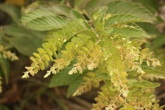 Desmodium pulchellum